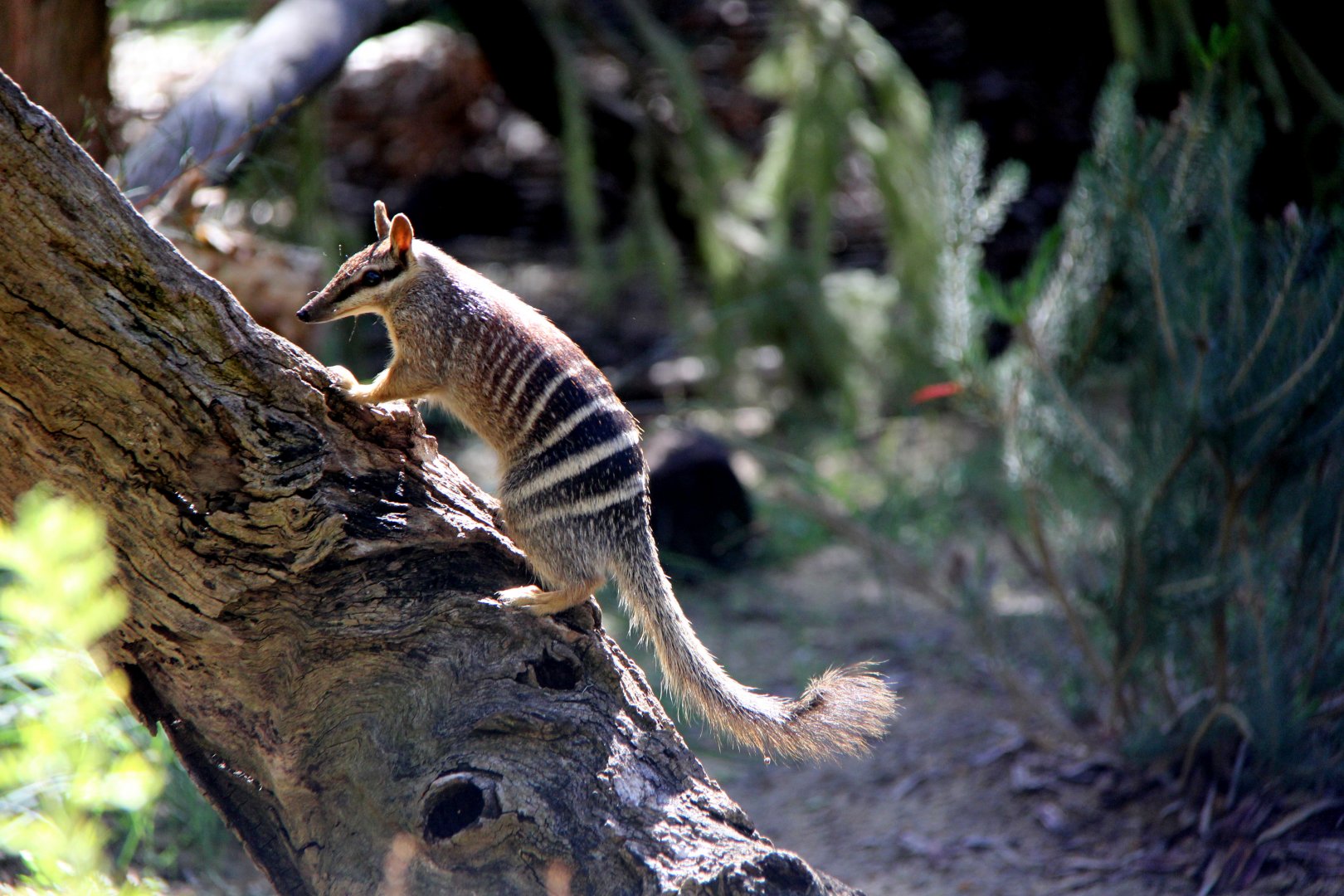 numbat (Myrmecobius fasciatus)