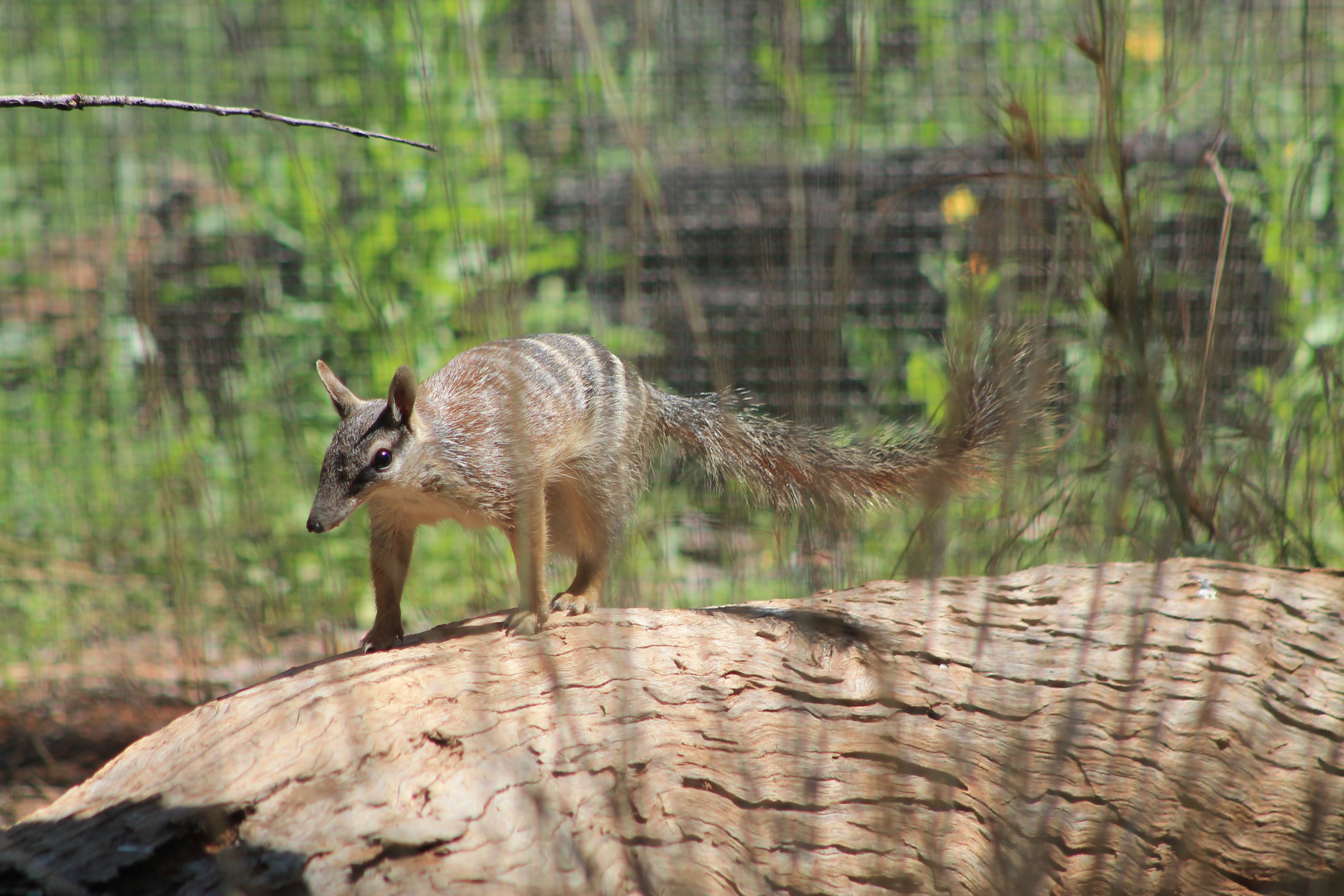 Numbat (Myrmecobius fasciatus)