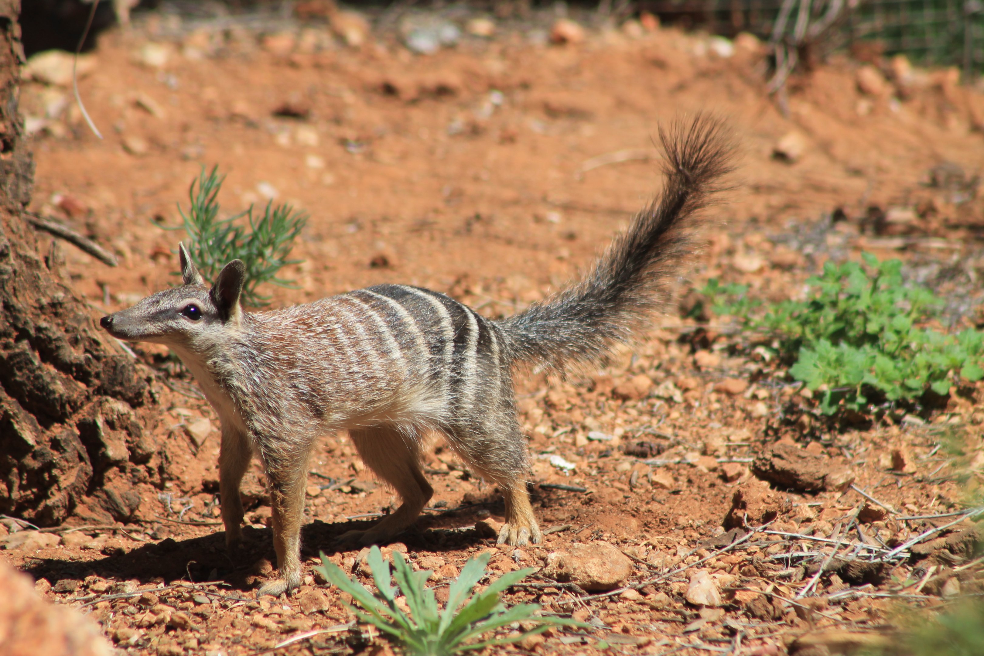 Numbat (Myrmecobius fasciatus)