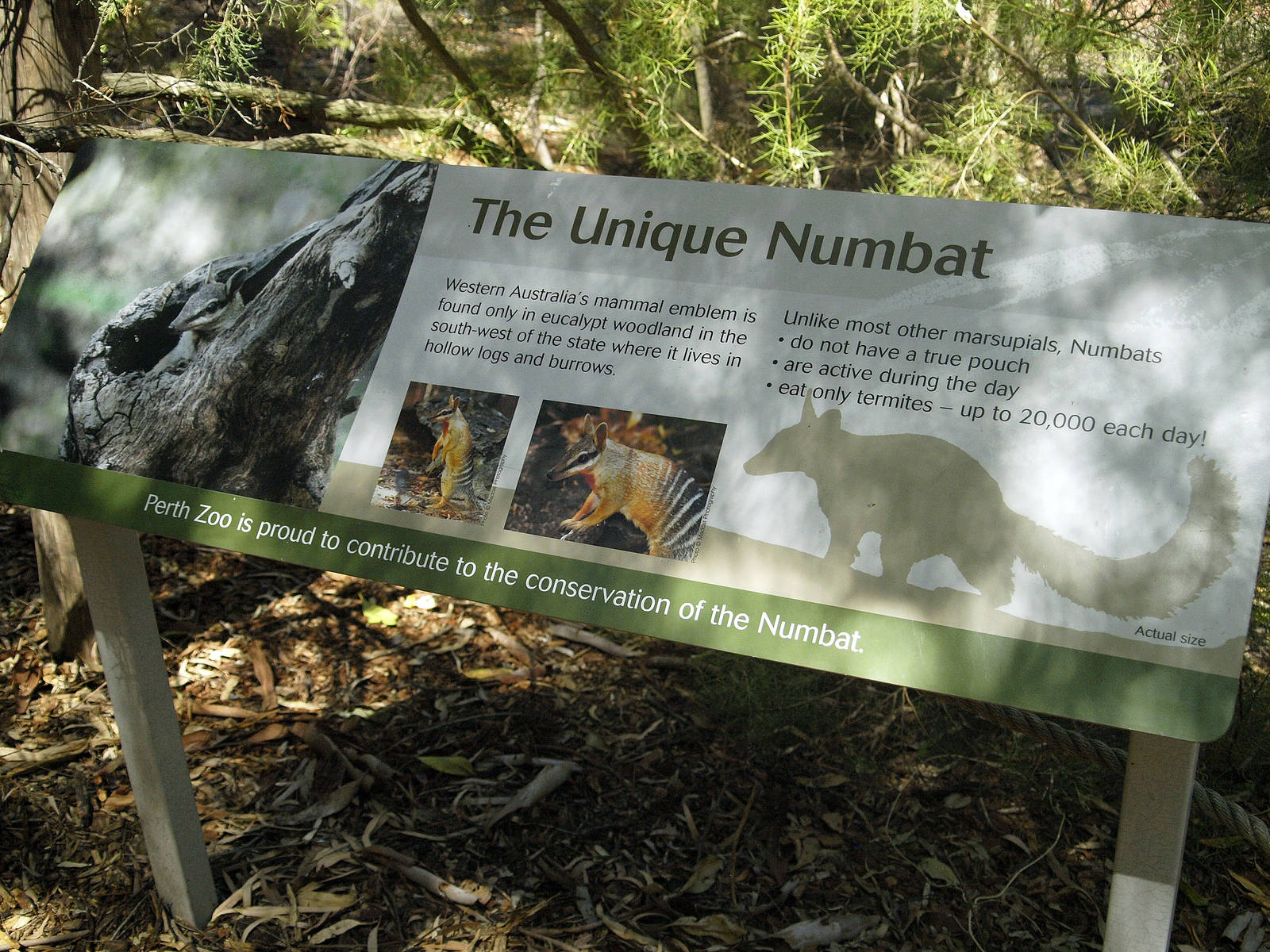 Numbat signage