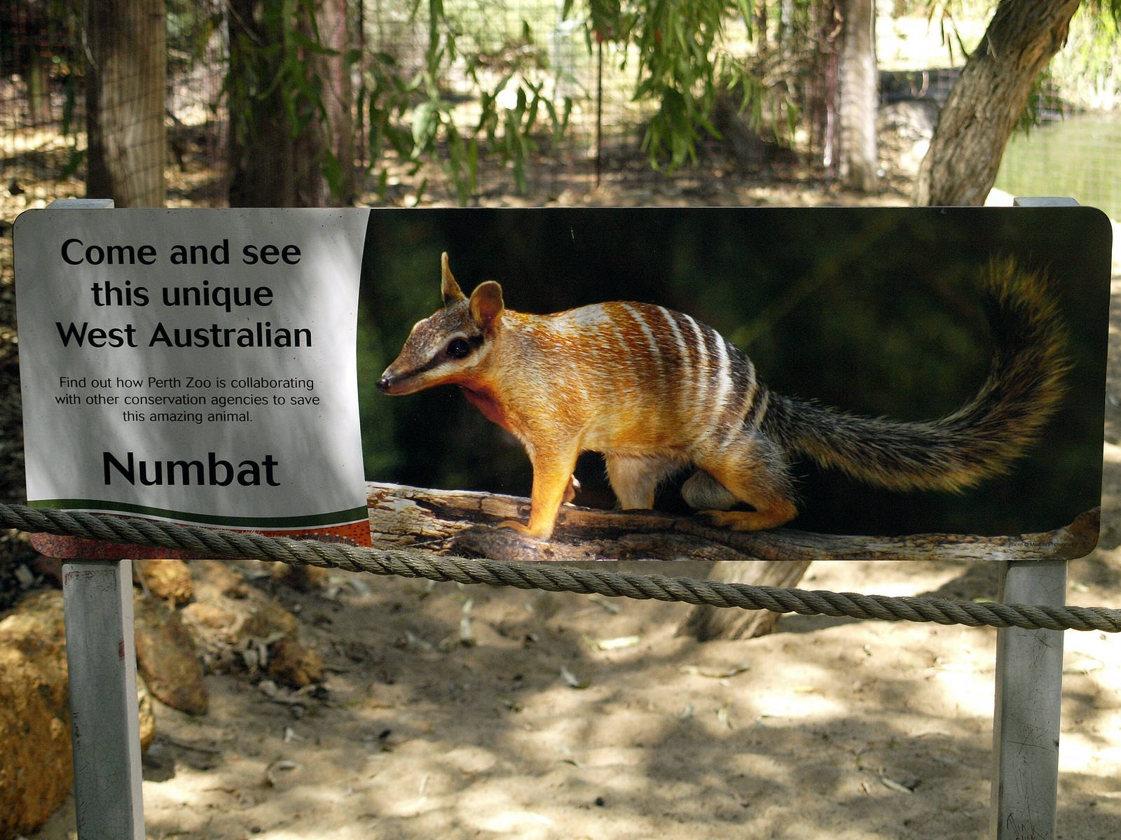 Numbat signage