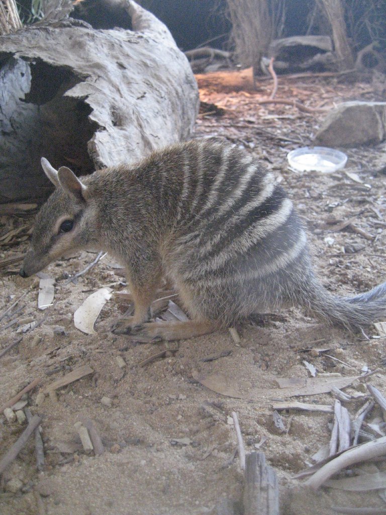 Numbat