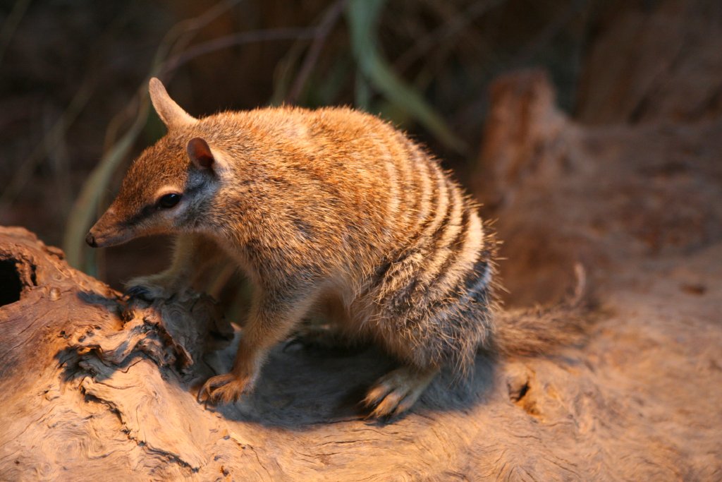 Numbat