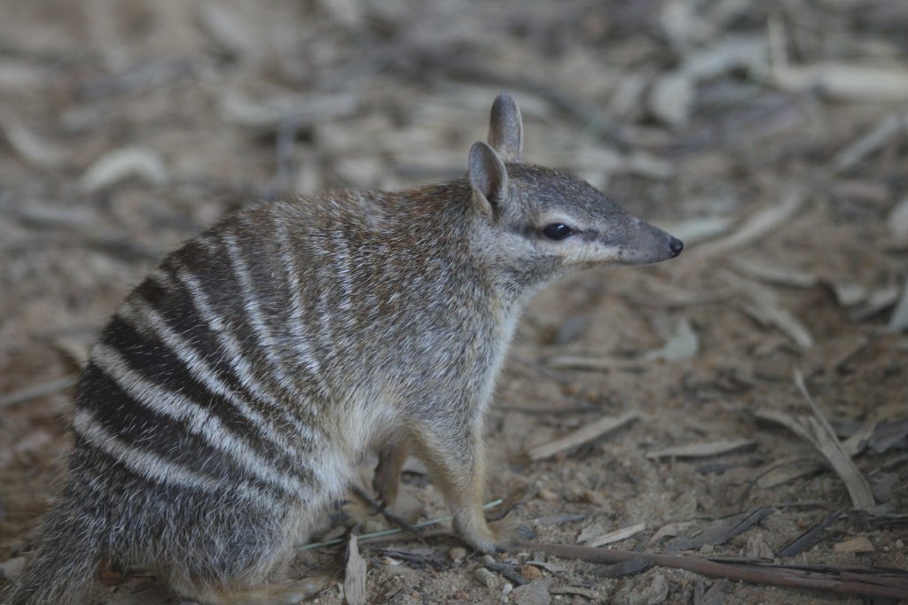 Numbat