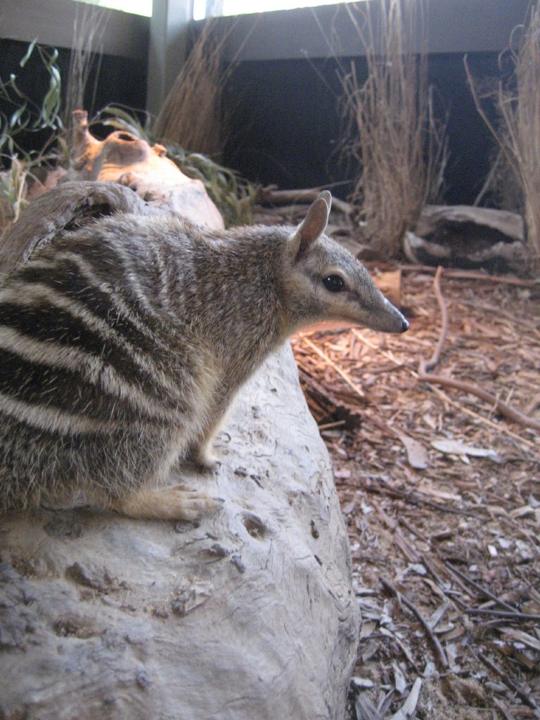 Numbat