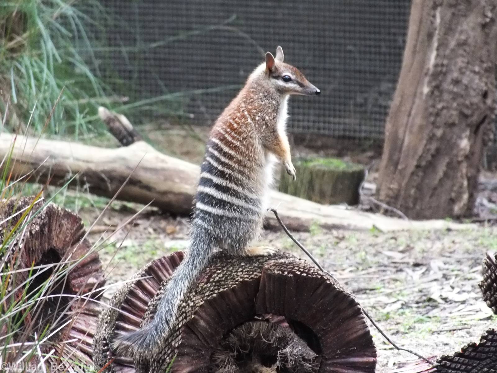 Numbat