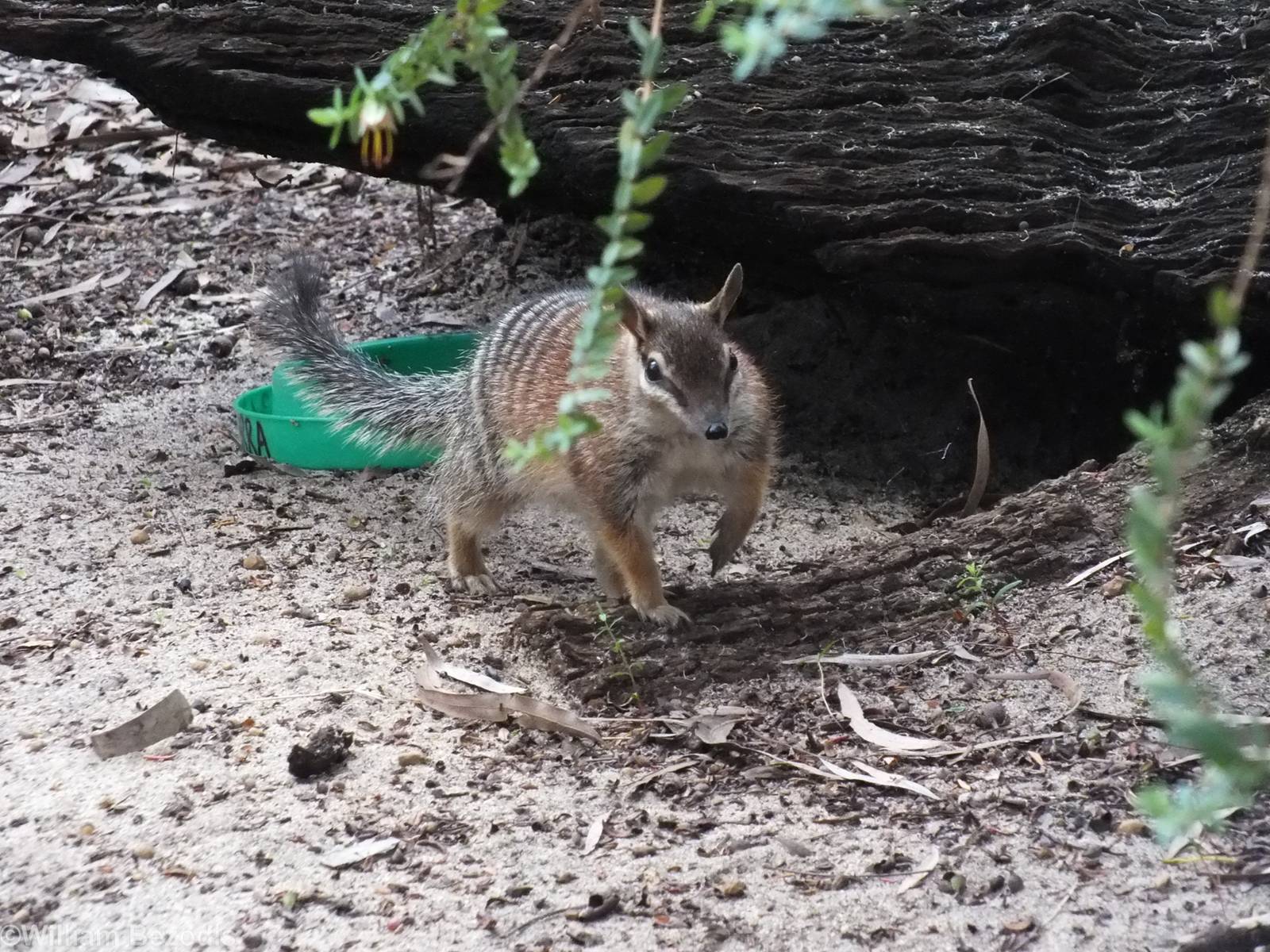 Numbat