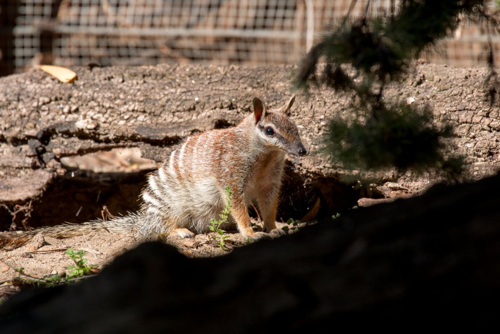 Numbat