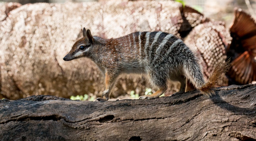 Numbat