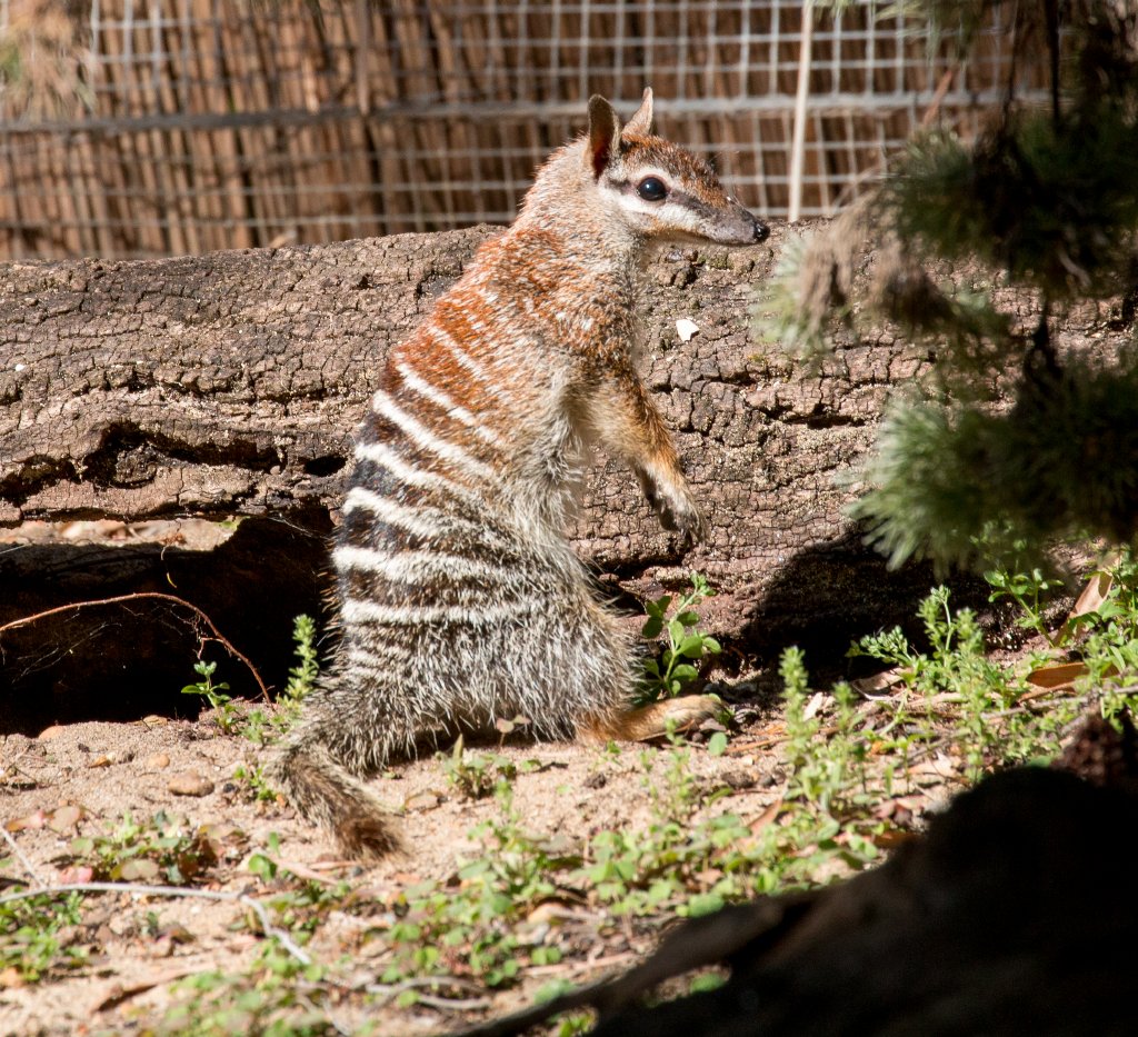 Numbat