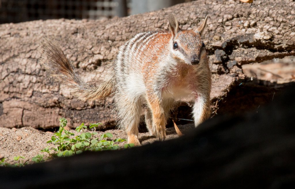 Numbat