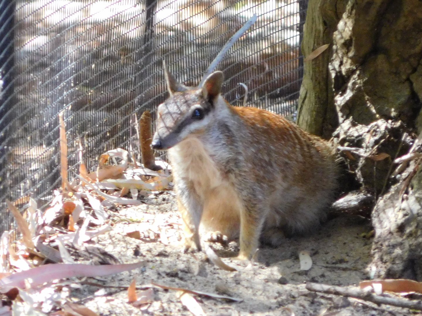 Numbat