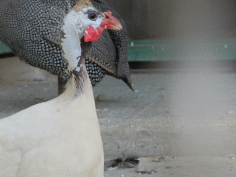 Numida meleagris(tehran zoo)