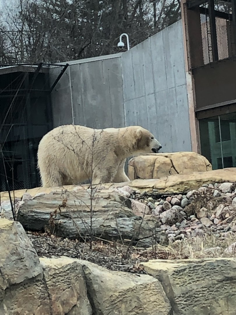 Nuniq | Henry Vilas Zoo