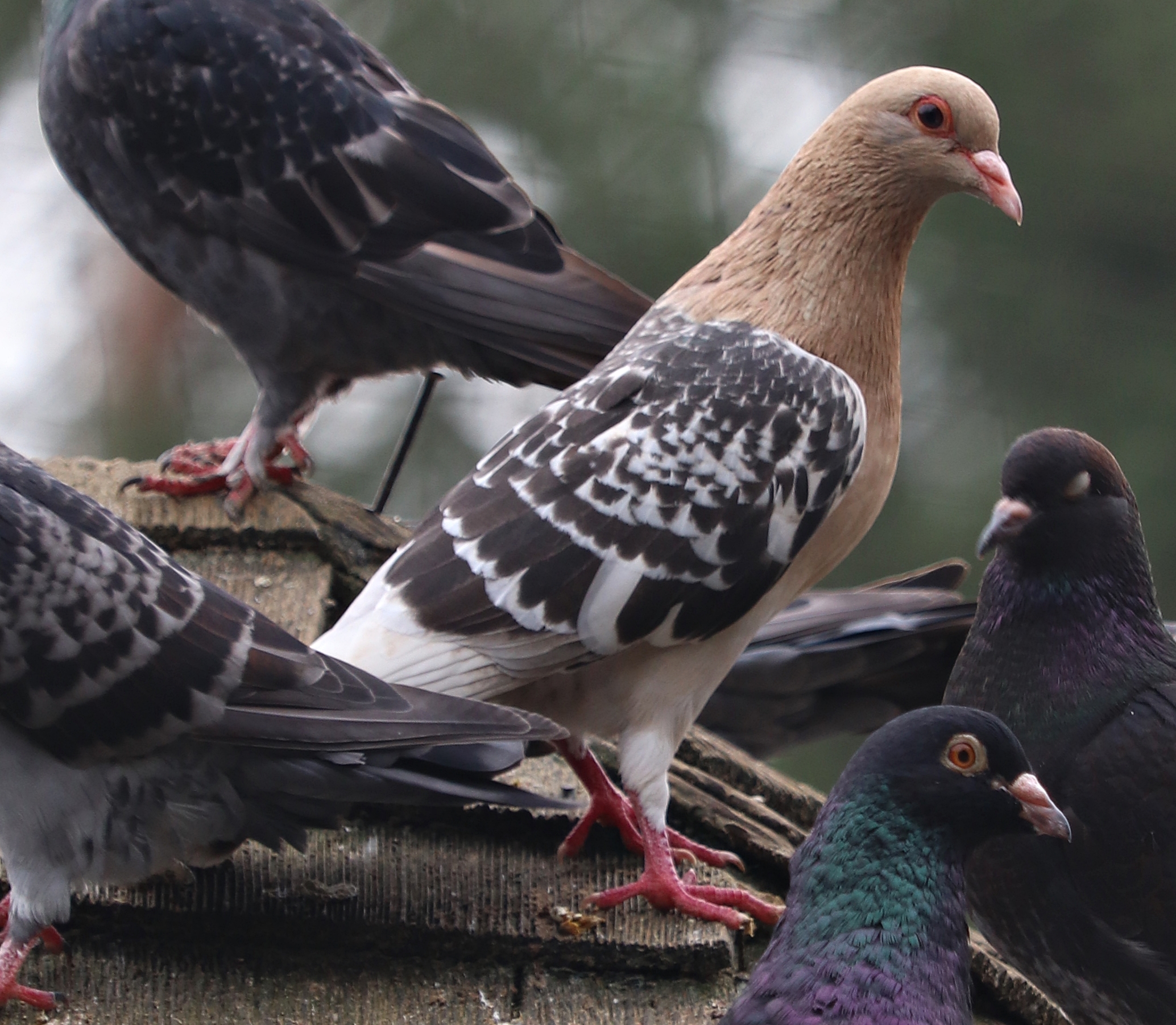 Nuremberg Lark / Nürnberger Lerche