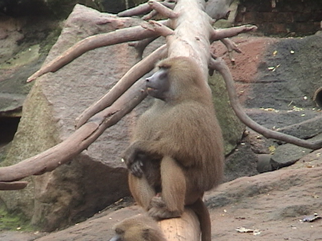 Nuremberg Zoo Guinea Baboon
