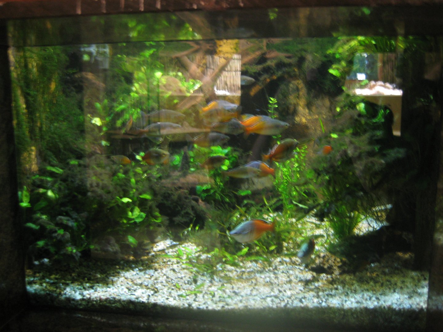 Nürnberg Tiergarten - Ape house - Example of freshwater tank