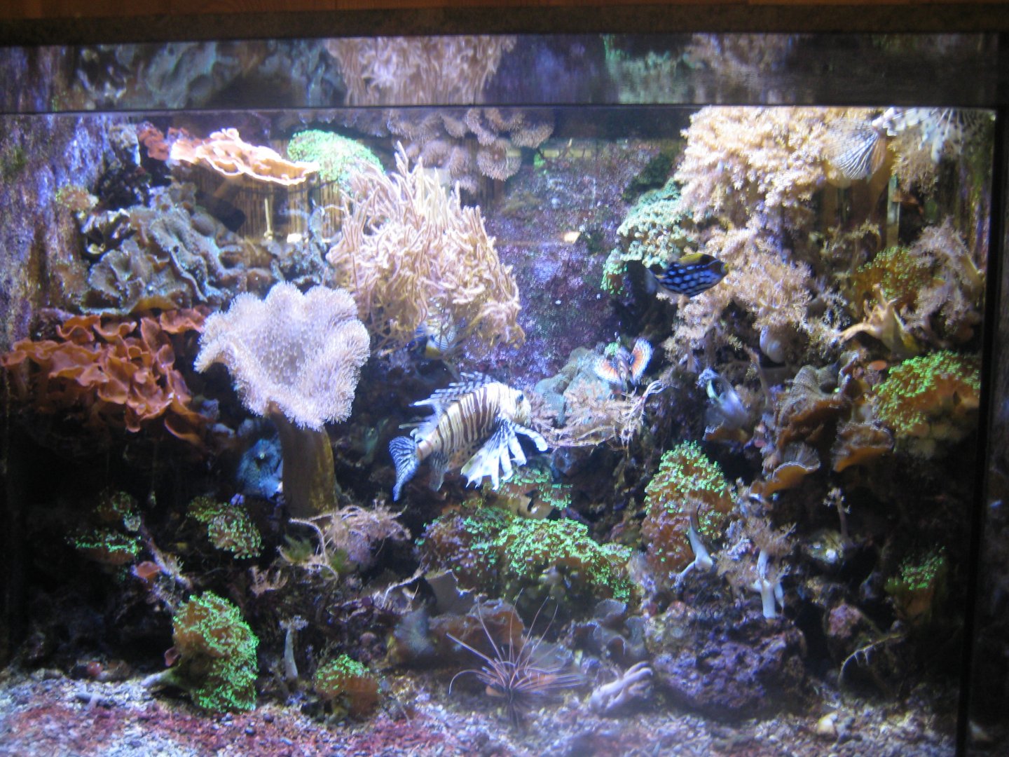 Nürnberg Tiergarten - Ape house - Example of saltwater tank