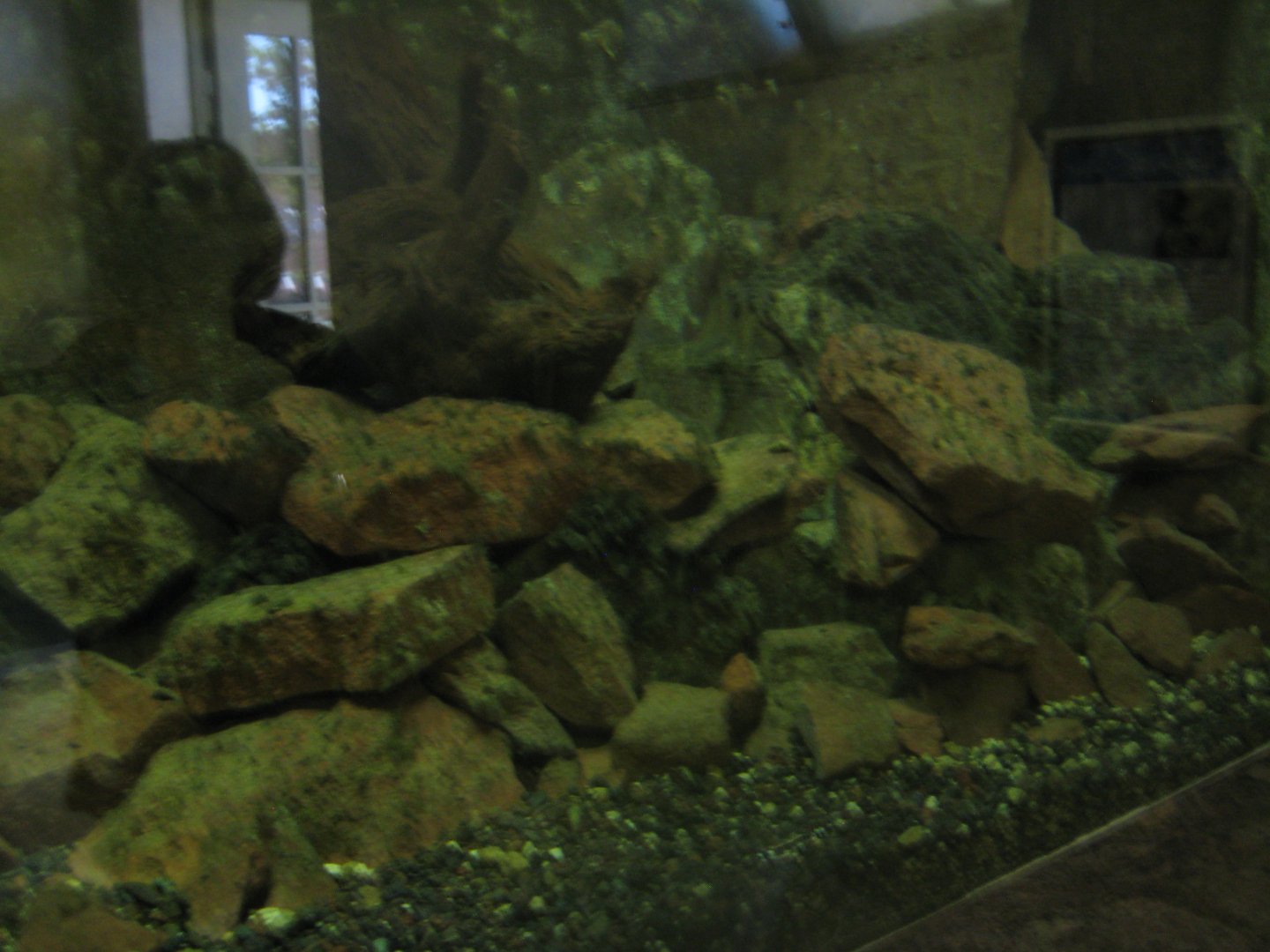 Nürnberg Tiergarten - Ape house - Newt exhibit