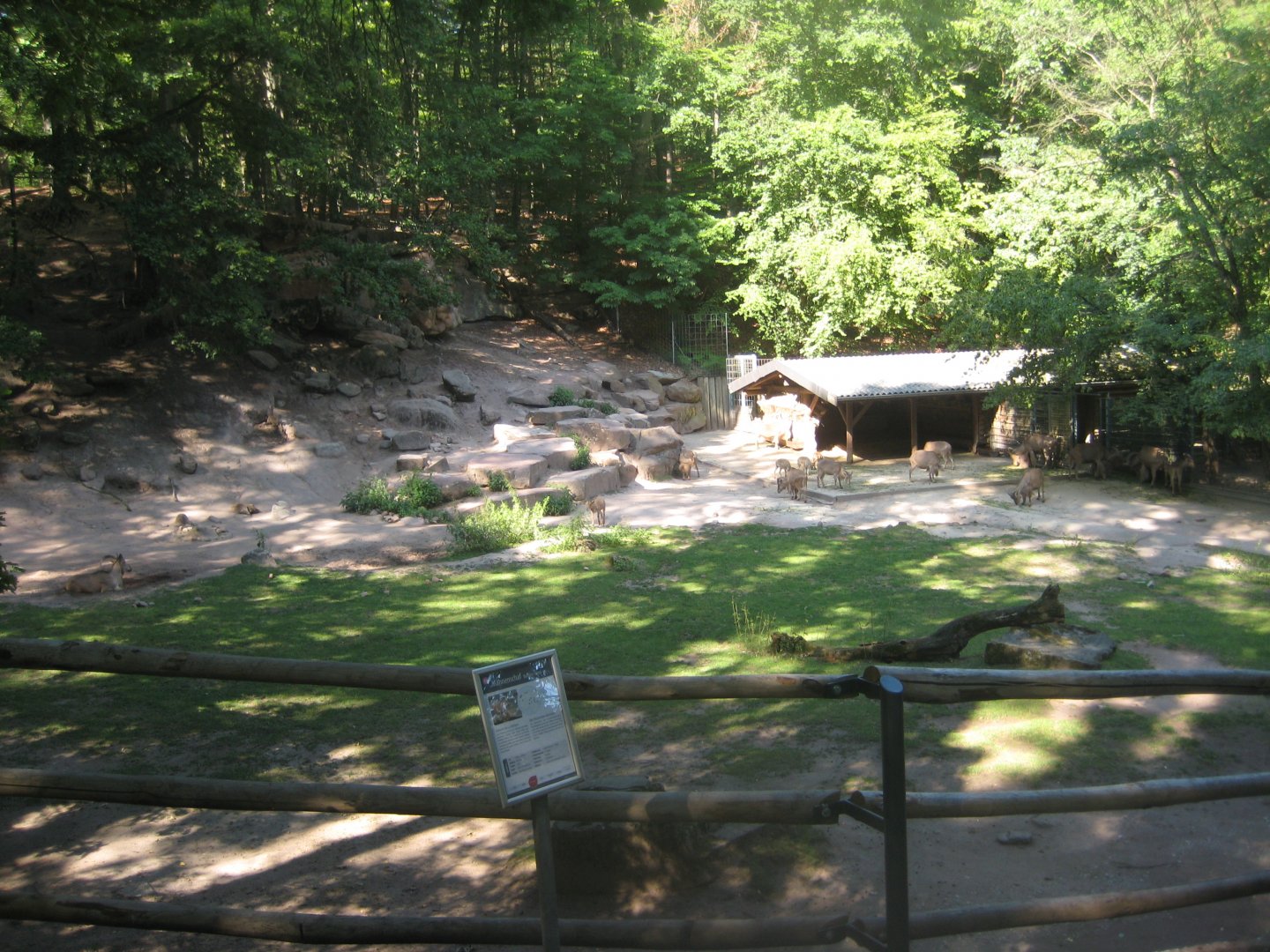 Nürnberg Tiergarten - Barbary sheep exhibit