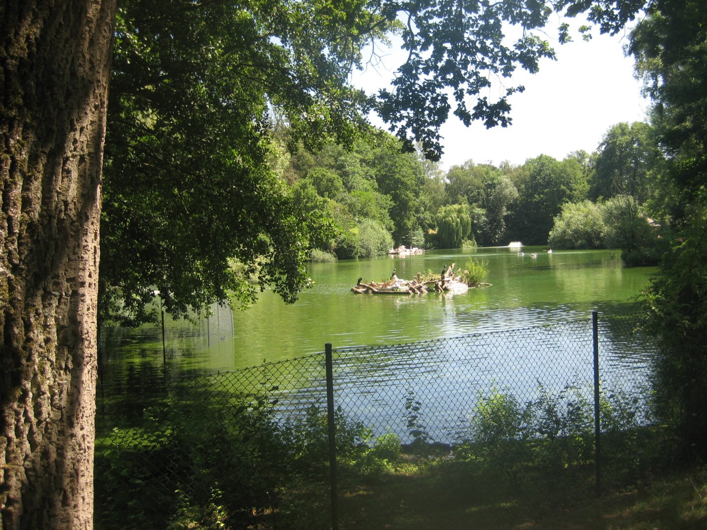 Nürnberg Tiergarten - Bird lake #1
