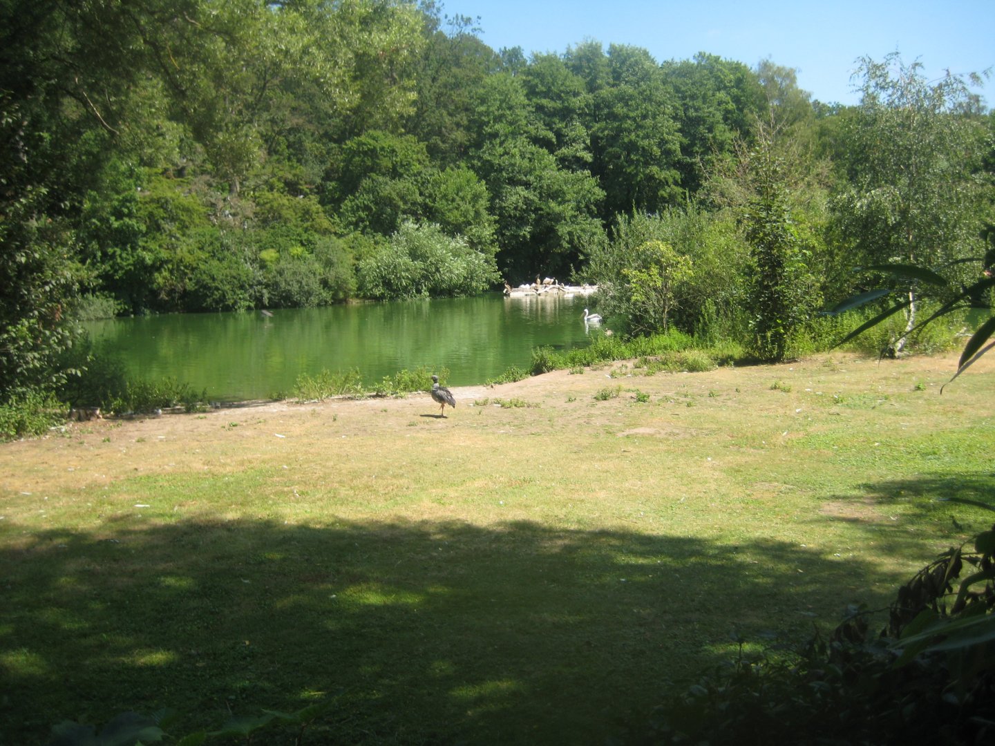 Nürnberg Tiergarten - Bird lake #1