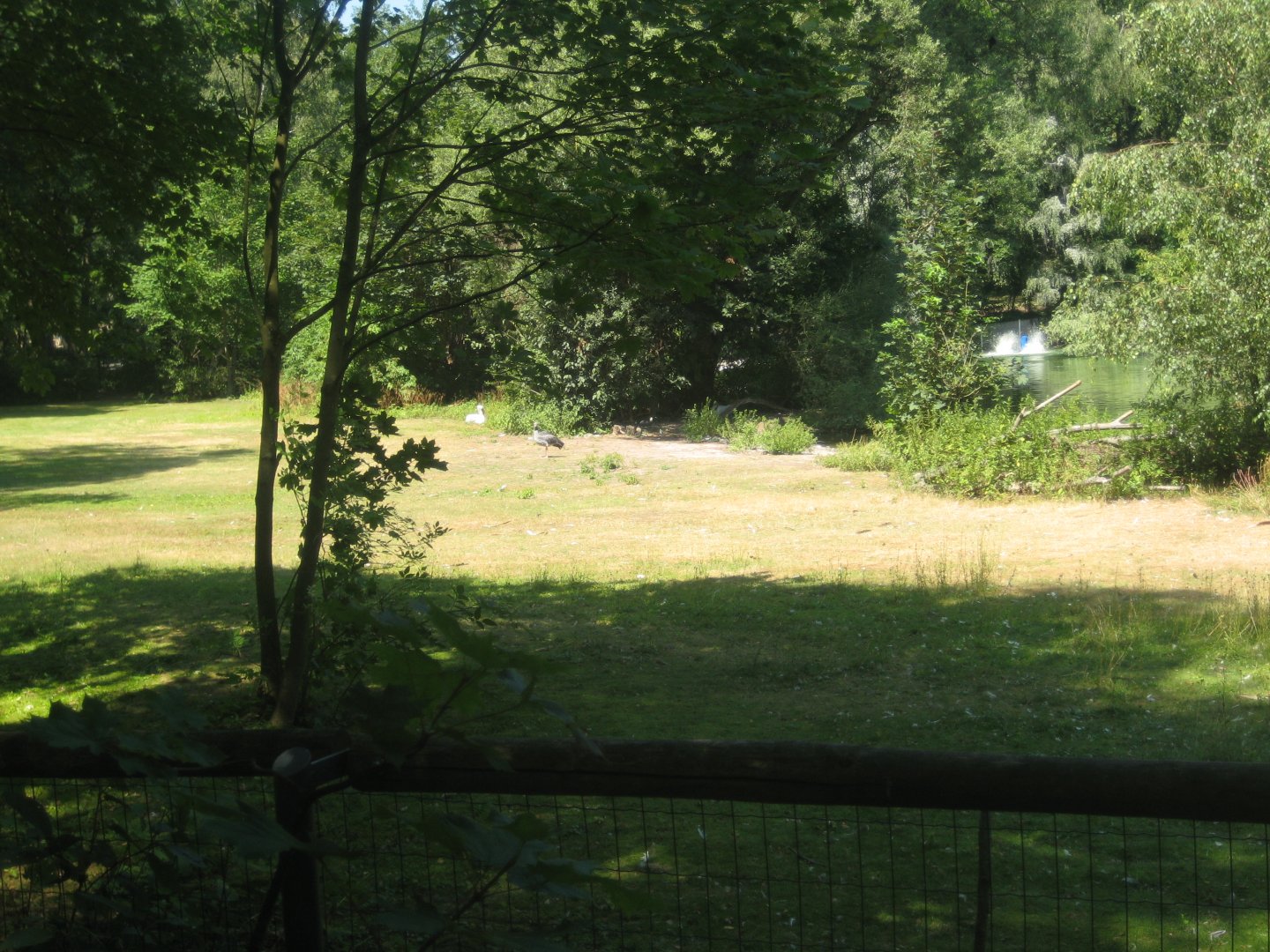 Nürnberg Tiergarten - Bird lake #1