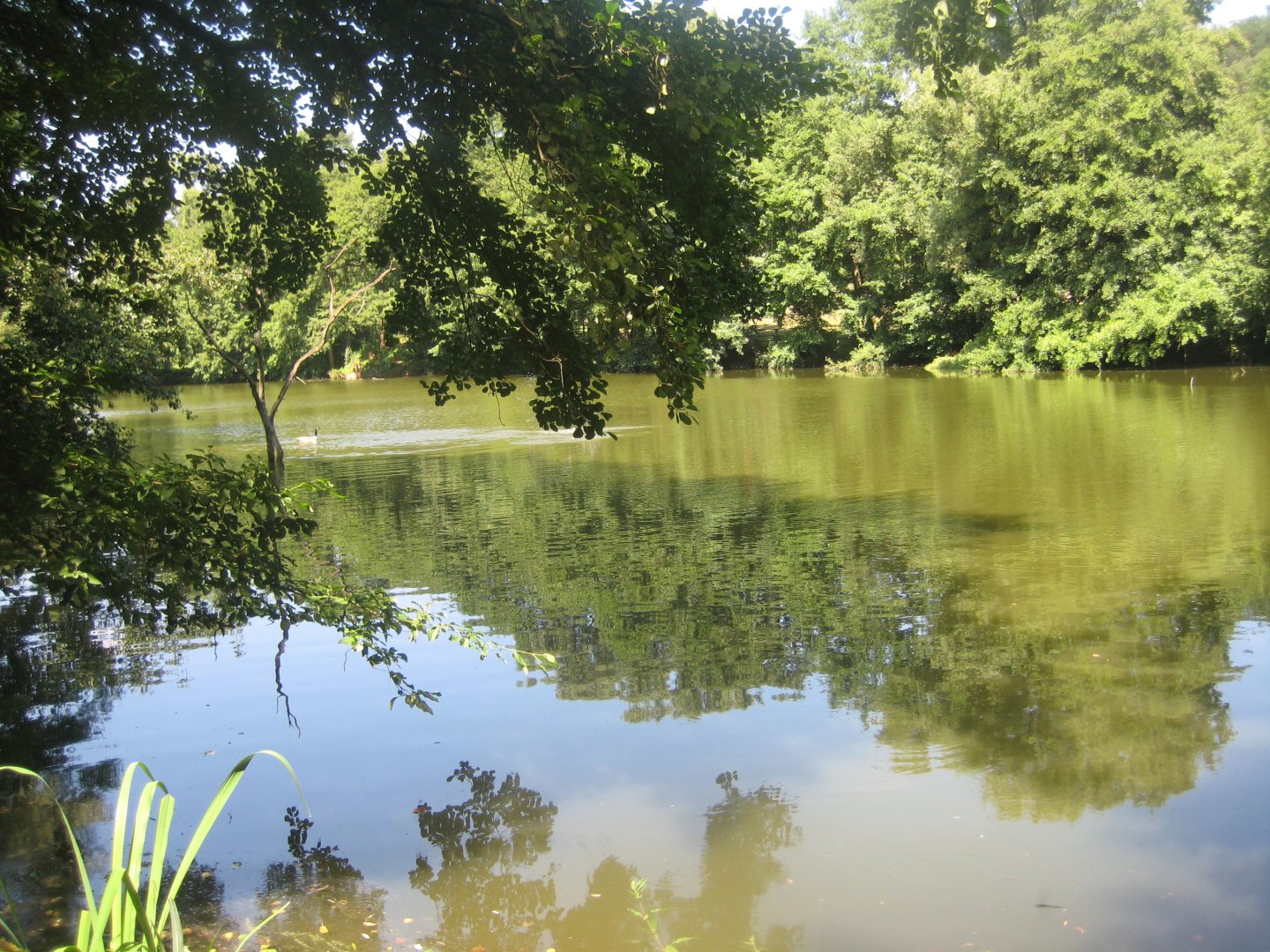 Nürnberg Tiergarten - Bird lake #2