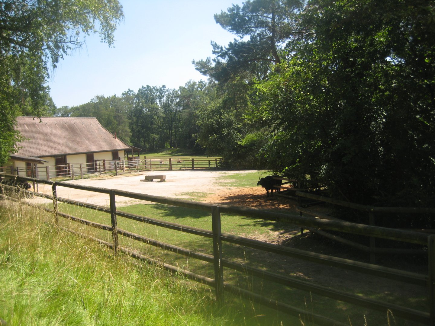 Nürnberg Tiergarten - Buffalo exhibit