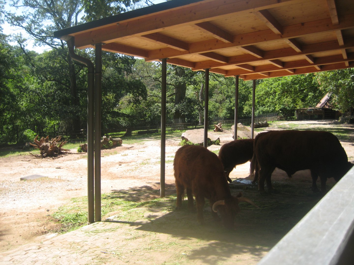Nürnberg Tiergarten - Cattle exhibit
