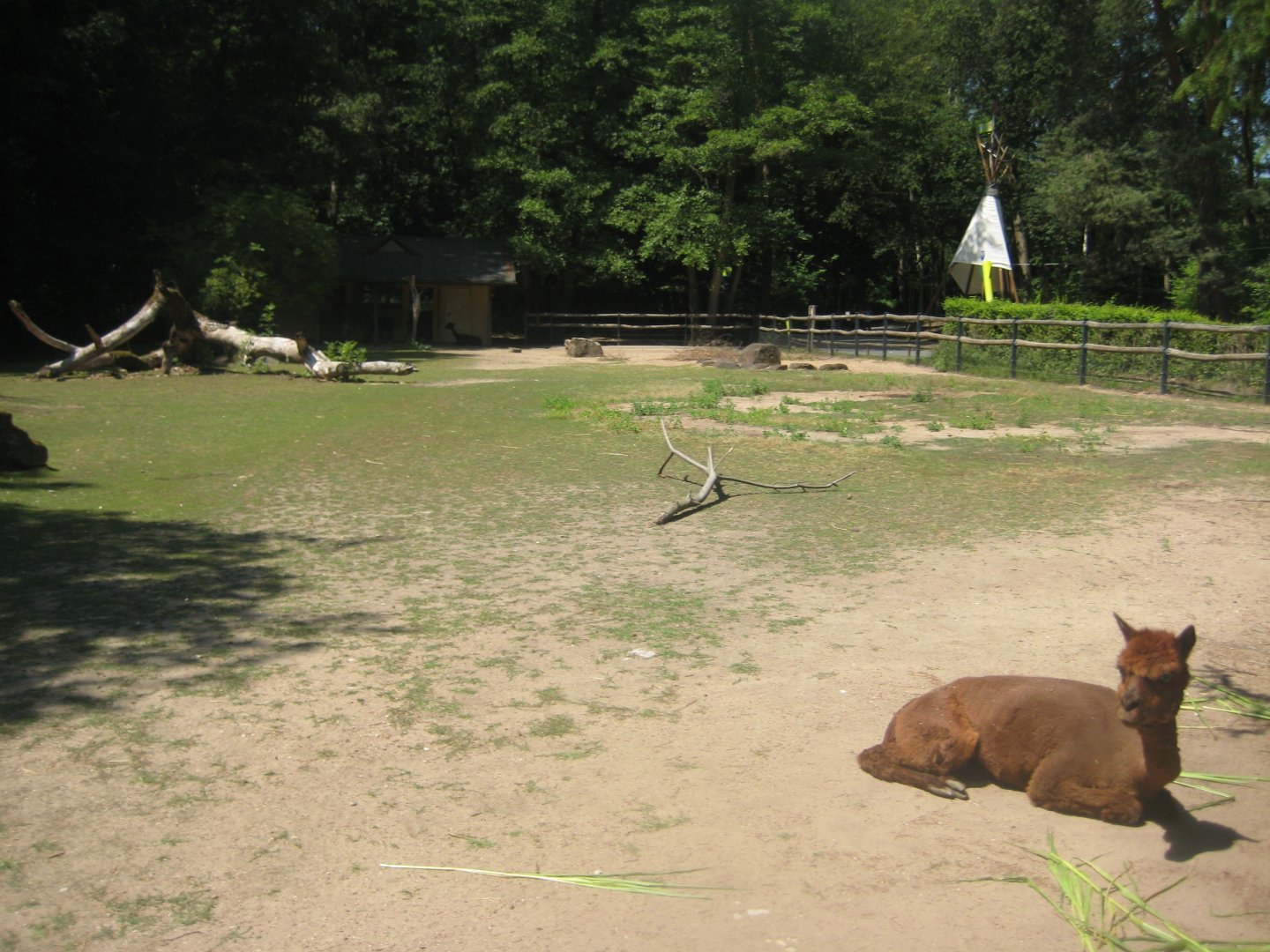 Nürnberg Tiergarten - Children's zoo - Alpaca exhibit