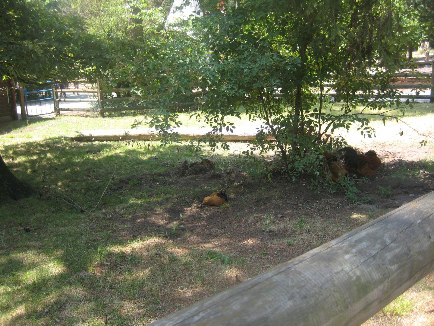 Nürnberg Tiergarten - Children's zoo - Chicken exhibit