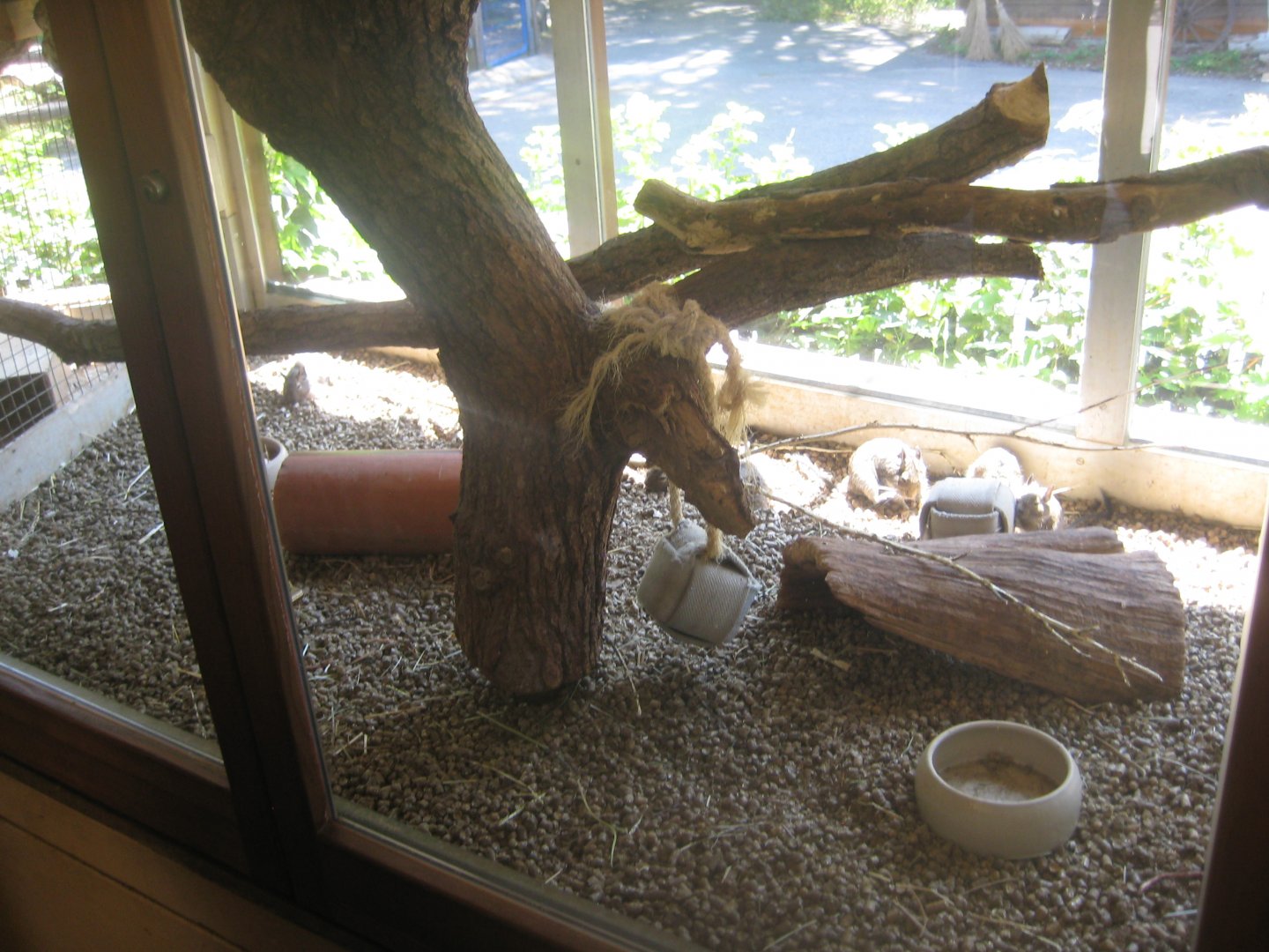 Nürnberg Tiergarten - Children's zoo - Degu exhibit