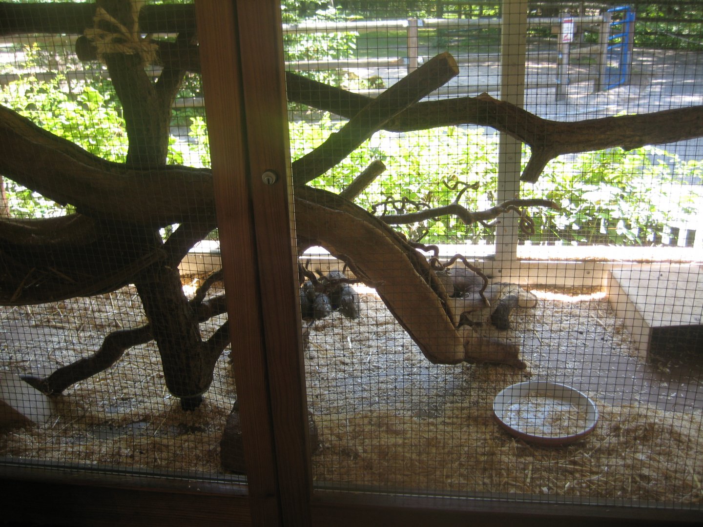 Nürnberg Tiergarten - Children's zoo - Degu exhibit