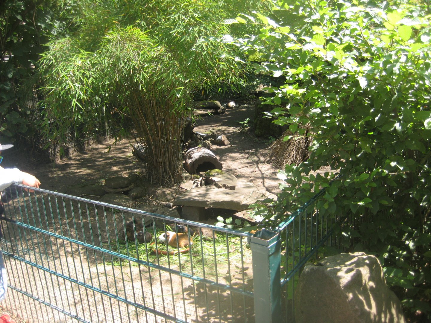Nürnberg Tiergarten - Children's zoo - Guinea pig exhibit