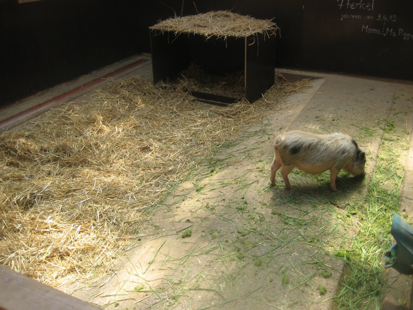 Nürnberg Tiergarten - Children's zoo - Pig exhibit (indoors)