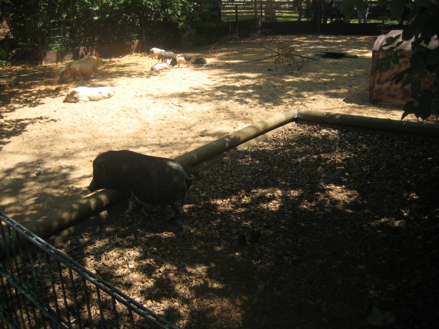 Nürnberg Tiergarten - Children's zoo - Pig exhibit (outdoors)