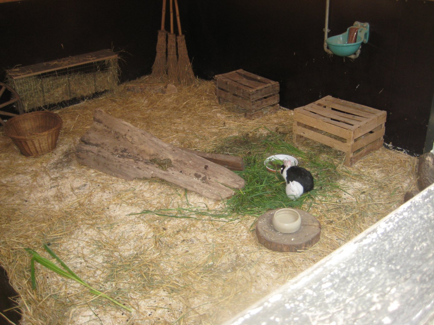 Nürnberg Tiergarten - Children's zoo - Rabbit exhibit #1 (indoors)