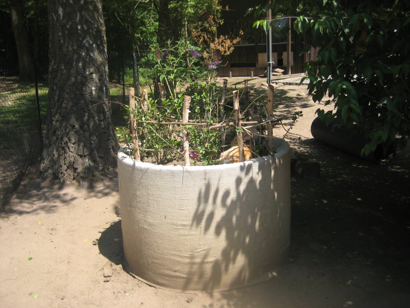 Nürnberg Tiergarten - Children's zoo - Rabbit exhibit #2 (outdoors)