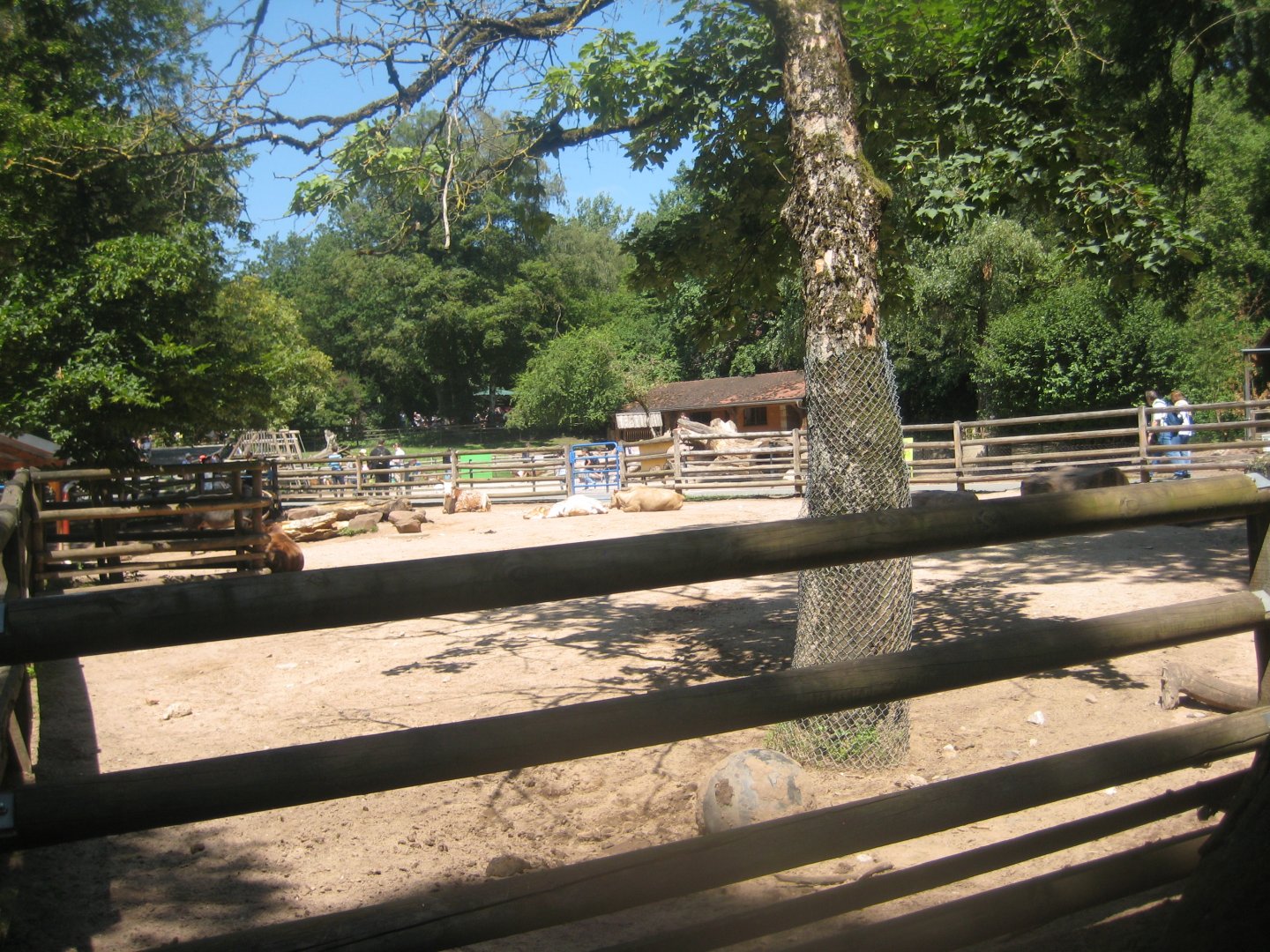Nürnberg Tiergarten - Children's zoo - Zebu exhibit