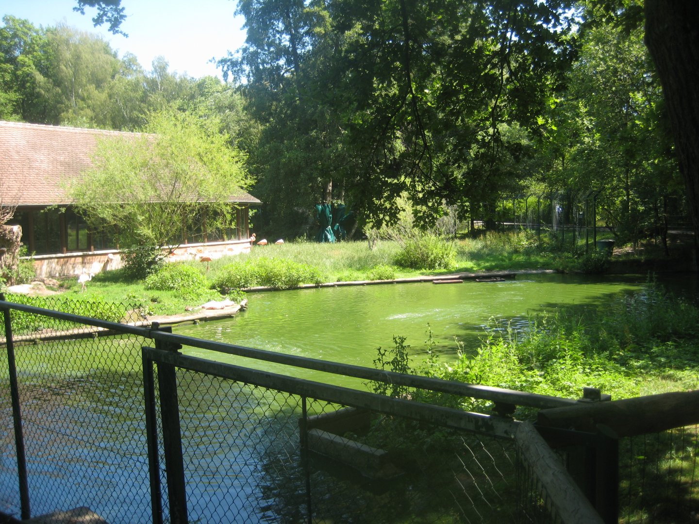 Nürnberg Tiergarten - Flamingo exhibit