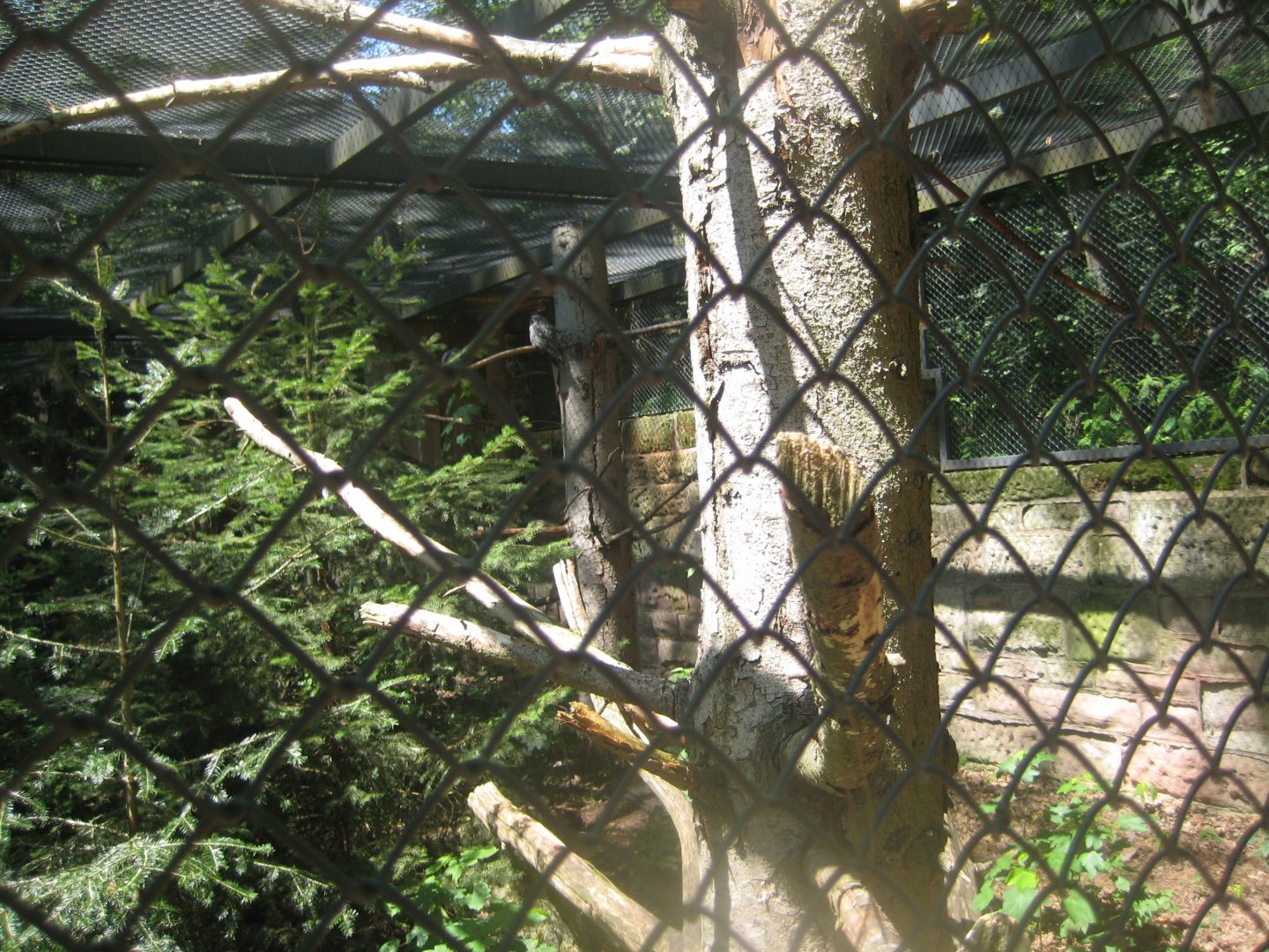 Nürnberg Tiergarten - Hawk owl aviary #1