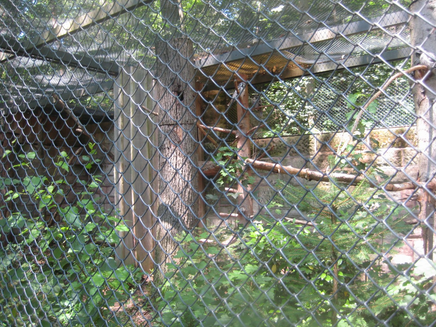 Nürnberg Tiergarten - Hawk owl aviary #2