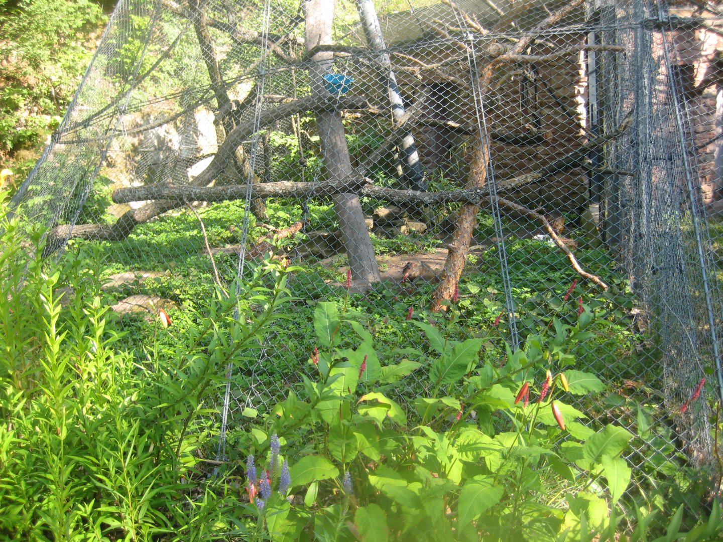 Nürnberg Tiergarten - Lemur exhibit