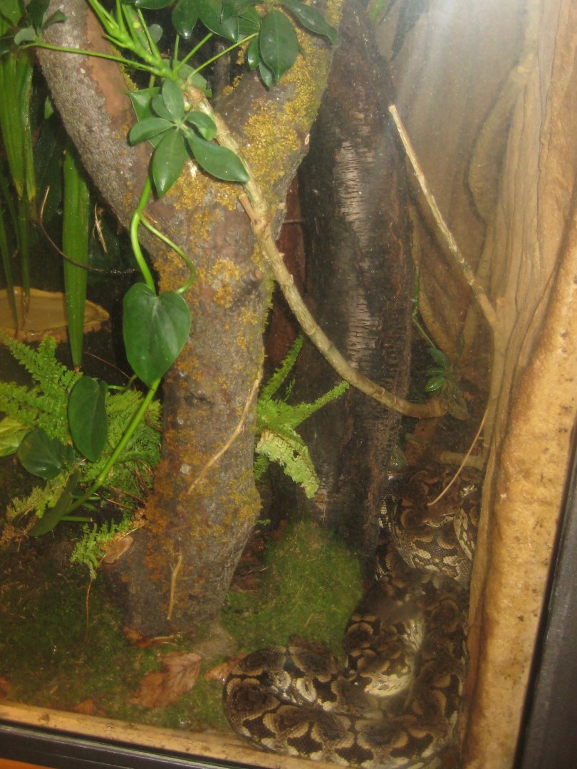 Nürnberg Tiergarten - Naturkundehaus - Boa exhibit