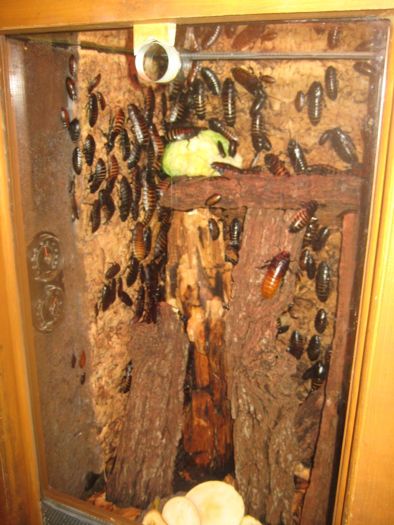 Nürnberg Tiergarten - Naturkundehaus - Cockroach exhibit
