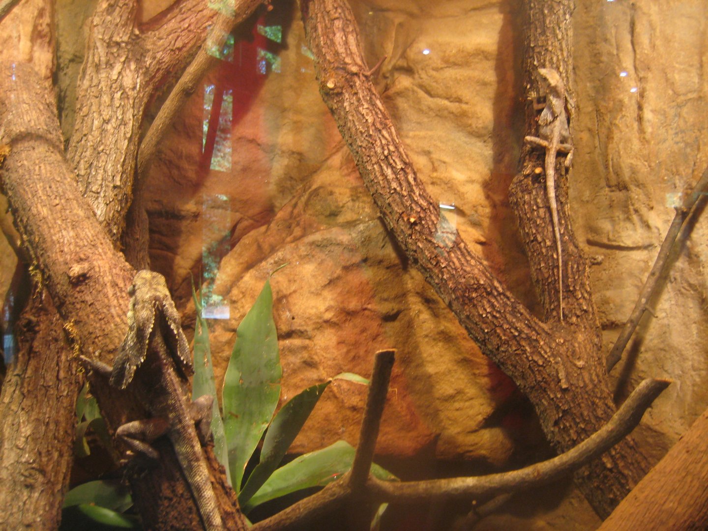 Nürnberg Tiergarten - Naturkundehaus - Frilled lizard exhibit