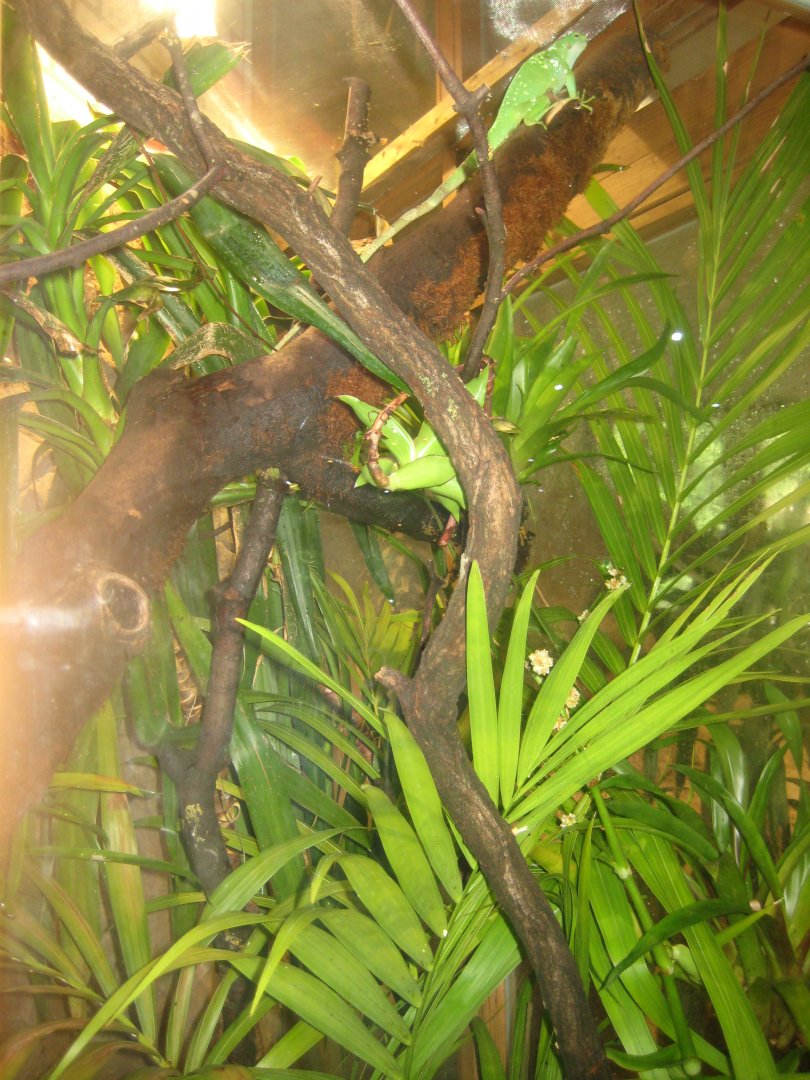 Nürnberg Tiergarten - Naturkundehaus - Iguana exhibit