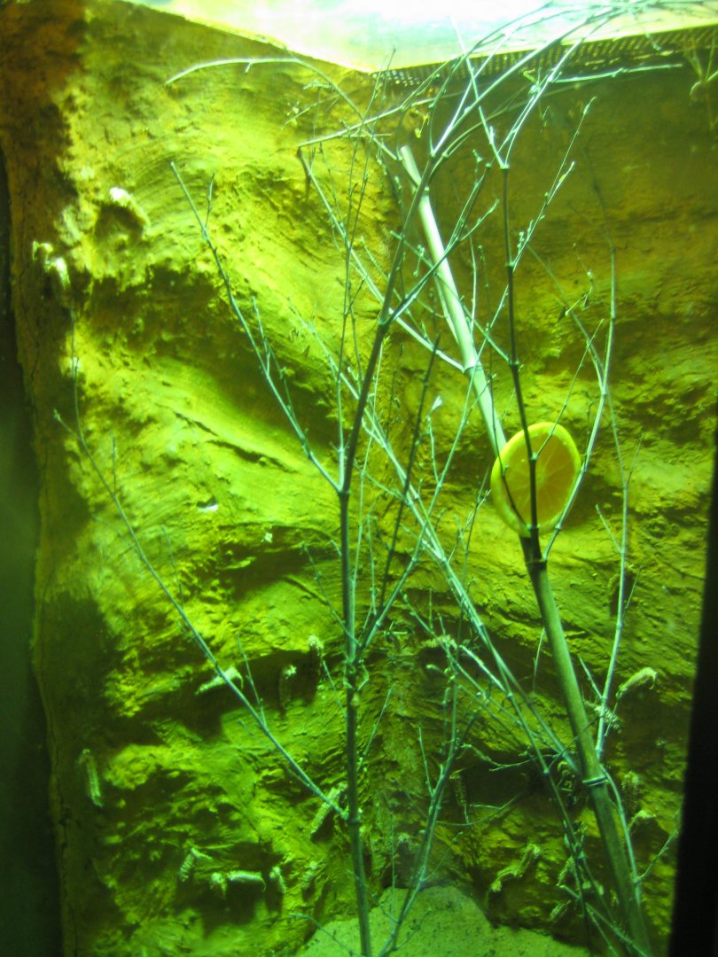 Nürnberg Tiergarten - Naturkundehaus - Mantis exhibit