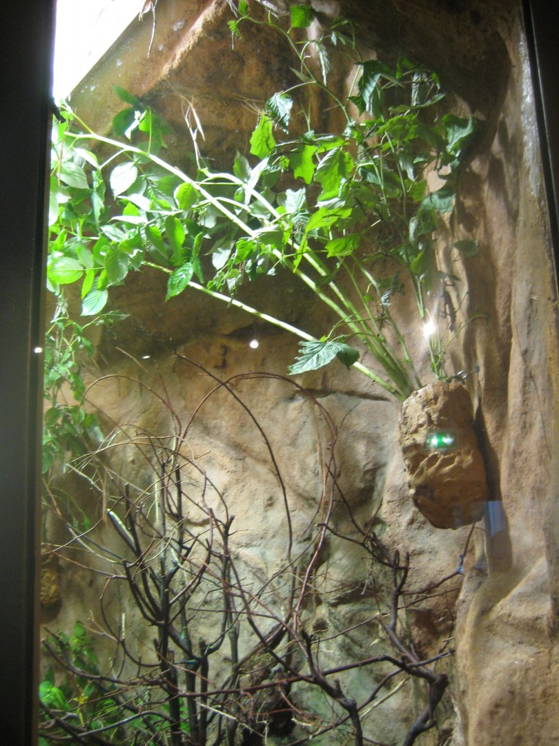 Nürnberg Tiergarten - Naturkundehaus - Stick insect exhibit